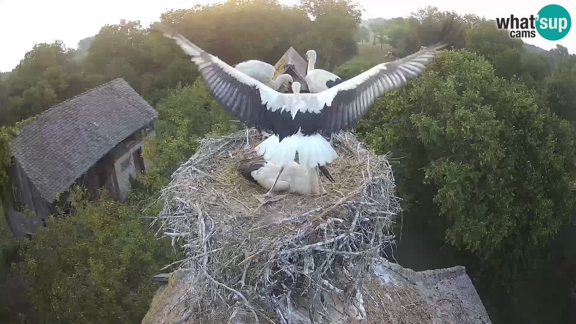 Villaggio delle cicogne europee webcam Parco naturale di Lonjsko polje