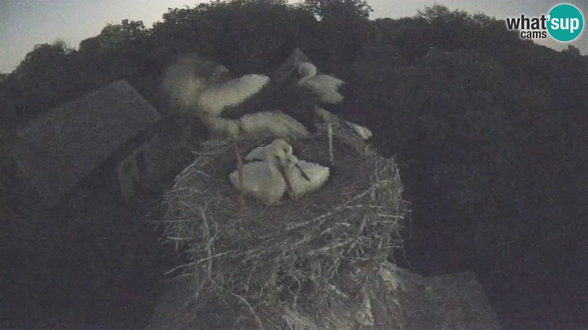 Evropska vas štorklje – Krajinski park Lonjsko polje spletna kamera