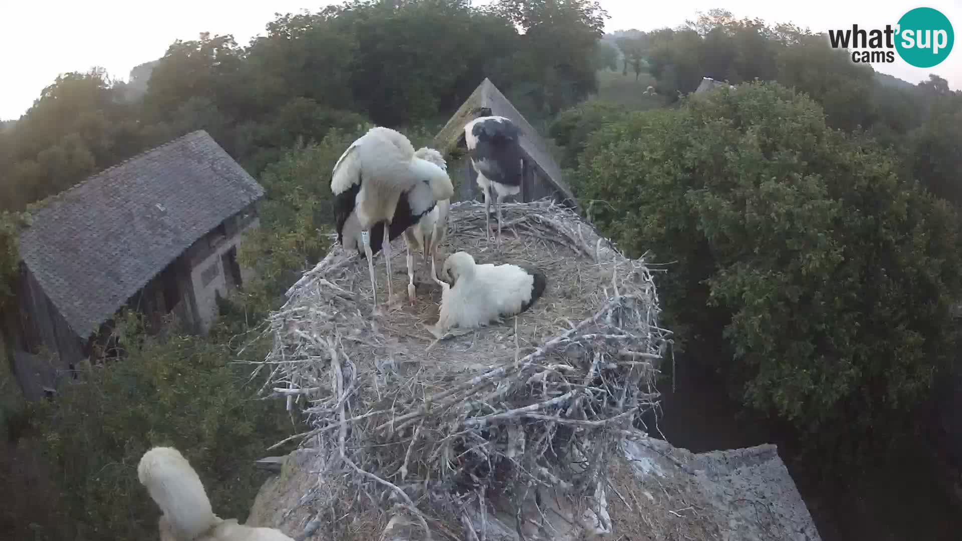 Webcam Europäisches Storchendorf – Naturpark Lonjsko polje