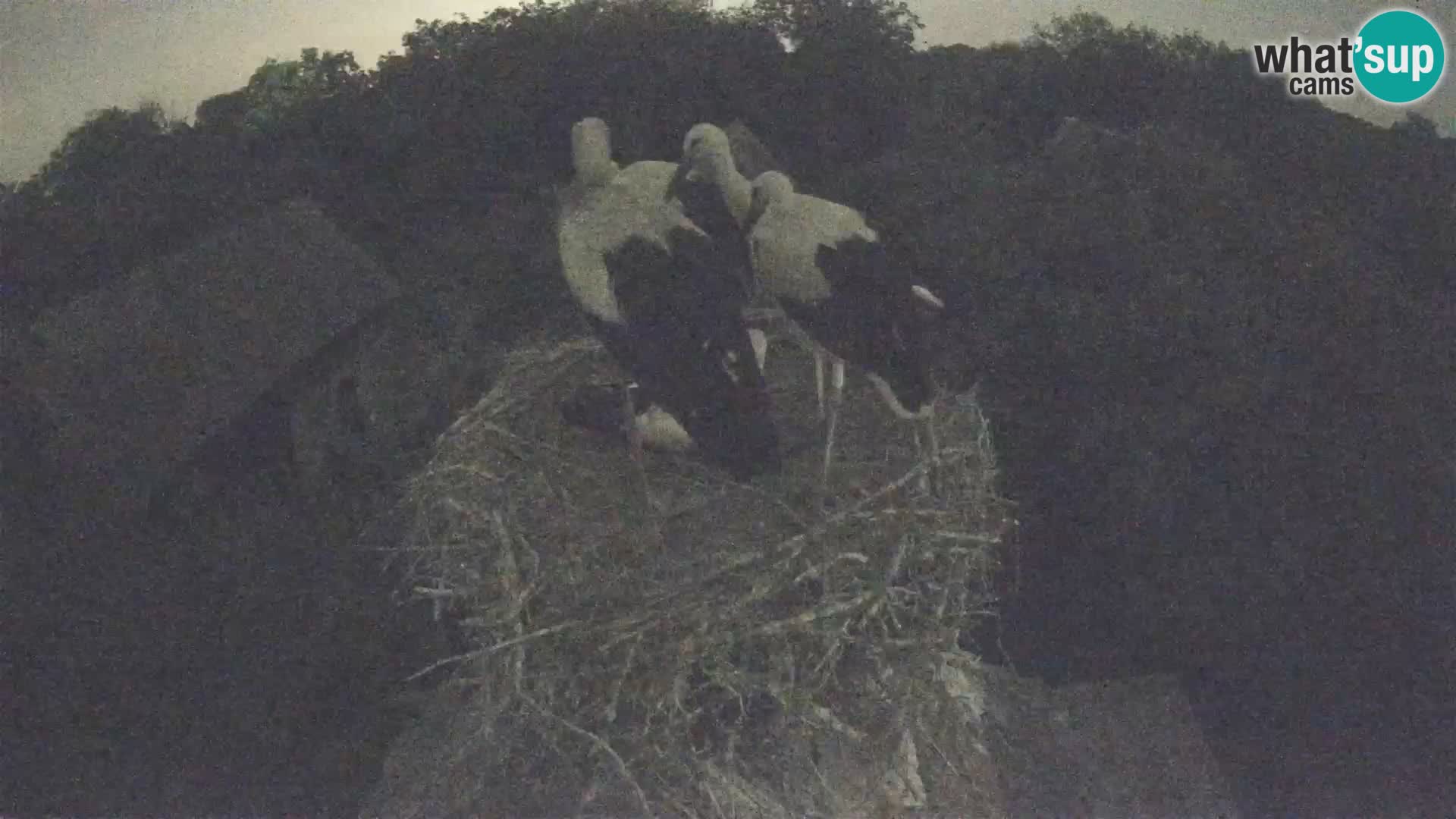 Villaggio delle cicogne europee webcam Parco naturale di Lonjsko polje