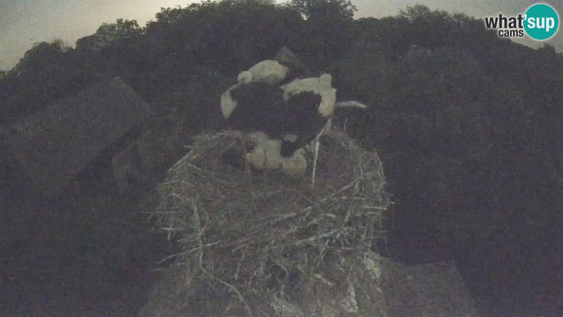Villaggio delle cicogne europee webcam Parco naturale di Lonjsko polje