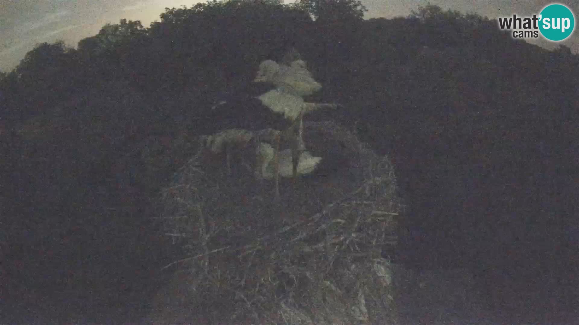 Pueblo europeo de cigüeñas camera en vivo Parque Natural Lonjsko polje