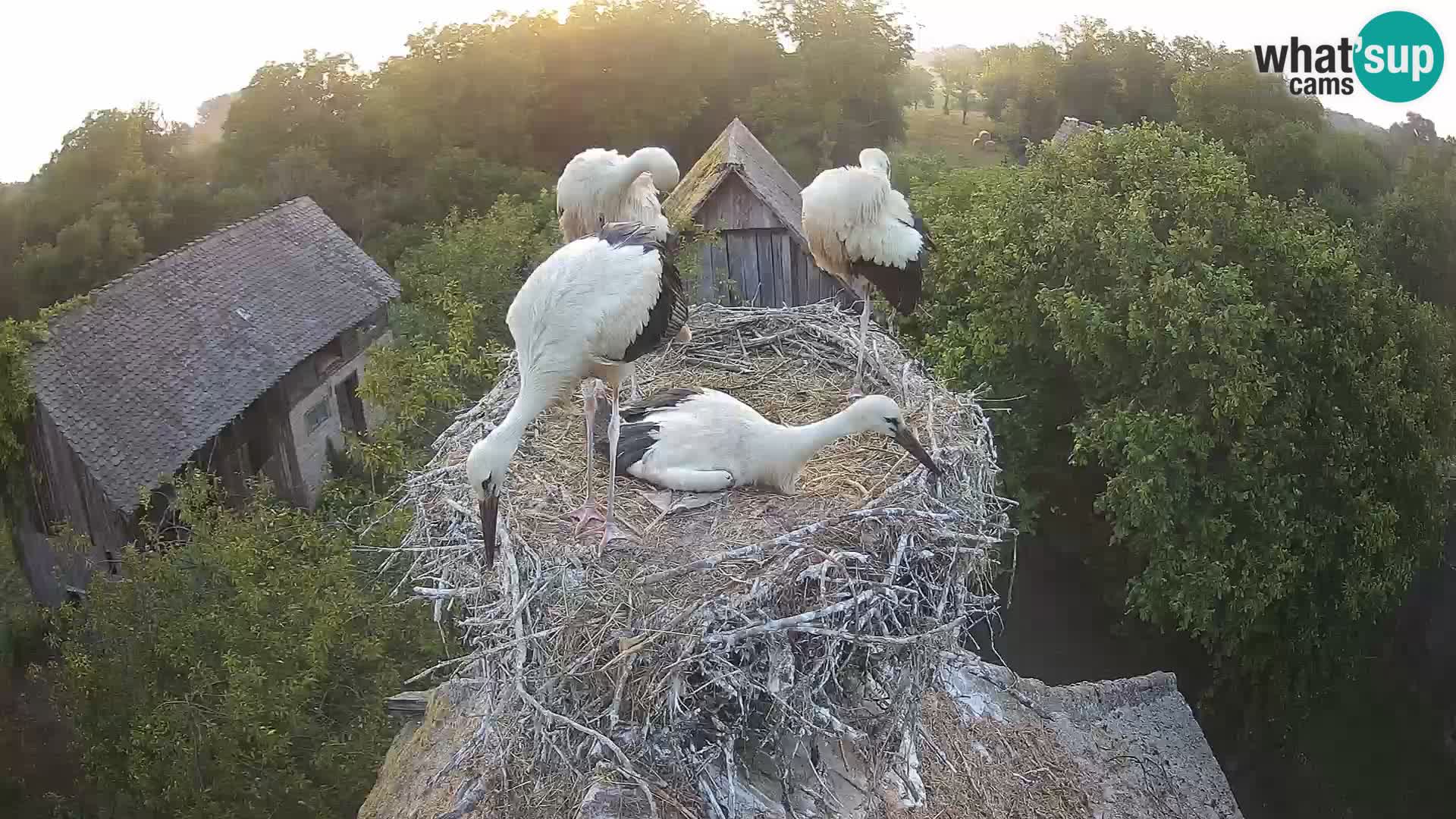 Village européen de cigognes webcam Parc naturel de Lonjsko polje