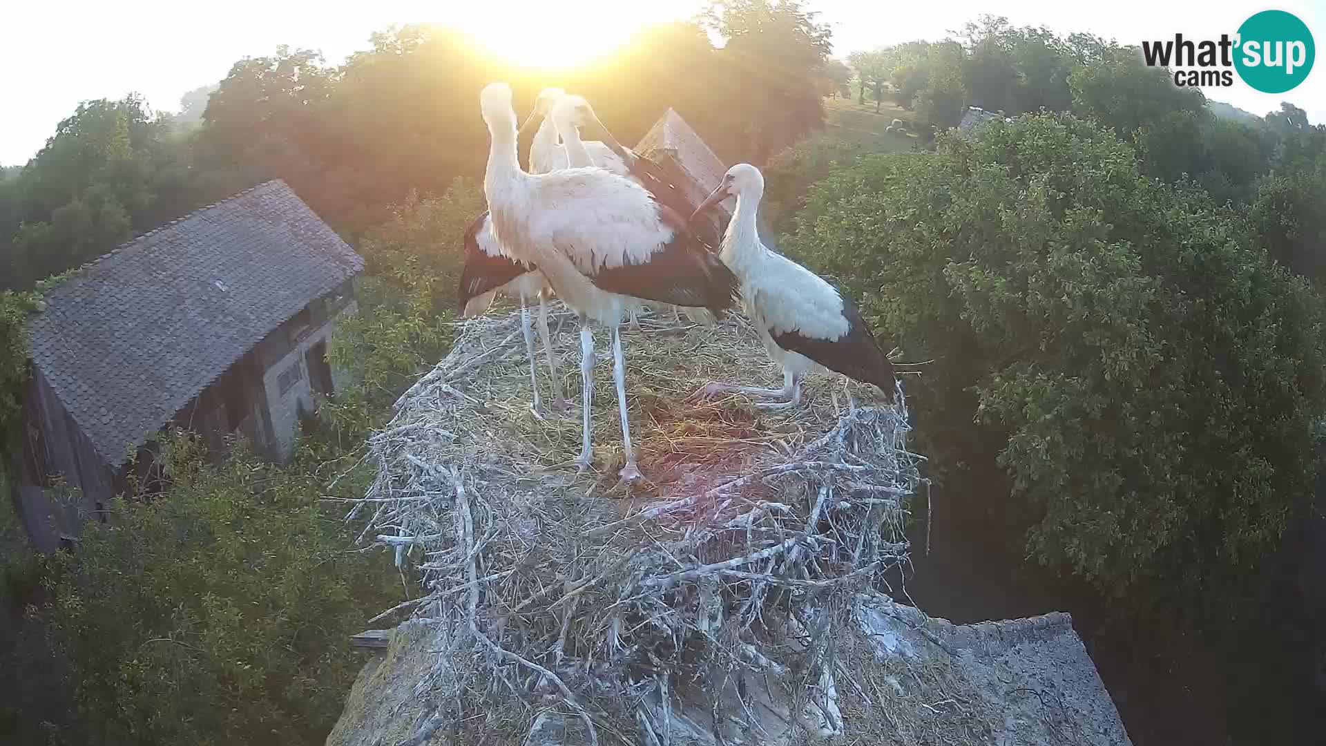 Live webcam European stork village – Lonjsko polje Nature Park