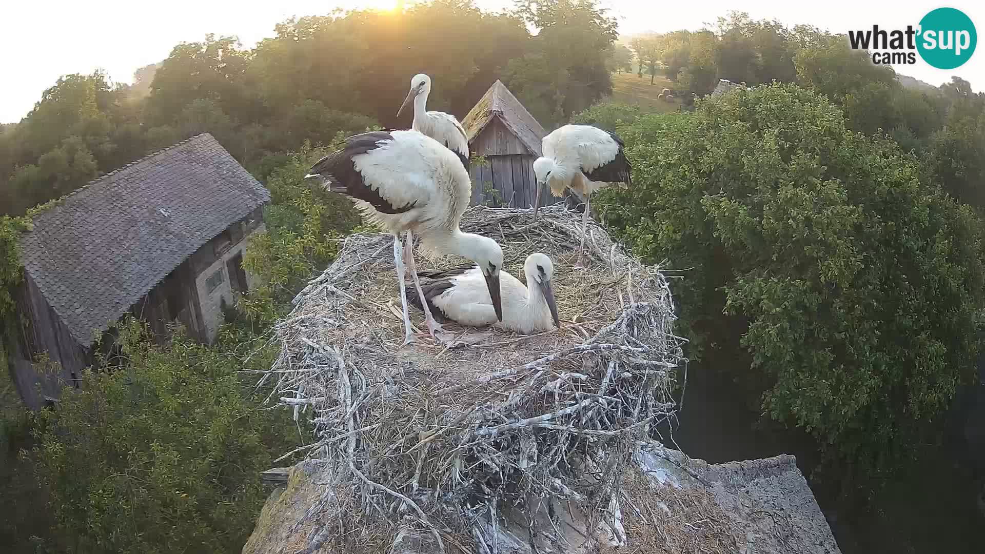 Villaggio delle cicogne europee webcam Parco naturale di Lonjsko polje