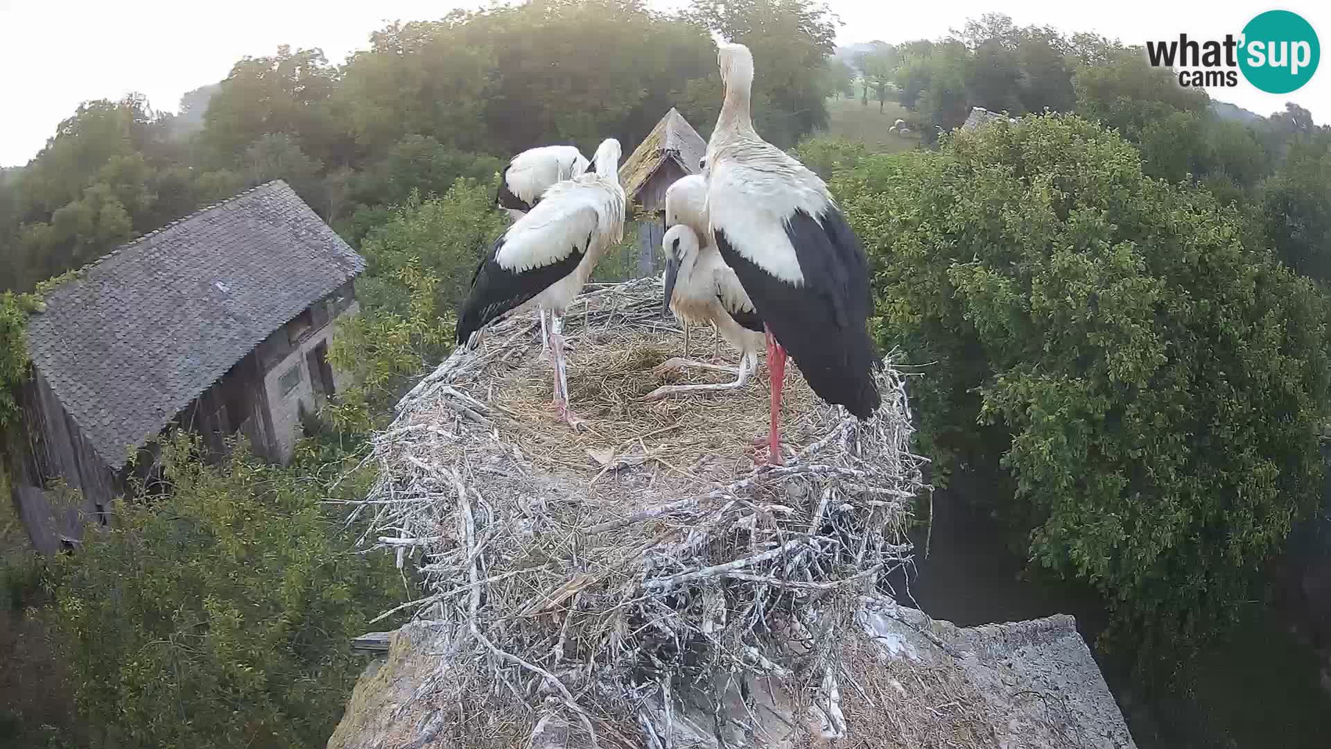 Villaggio delle cicogne europee webcam Parco naturale di Lonjsko polje