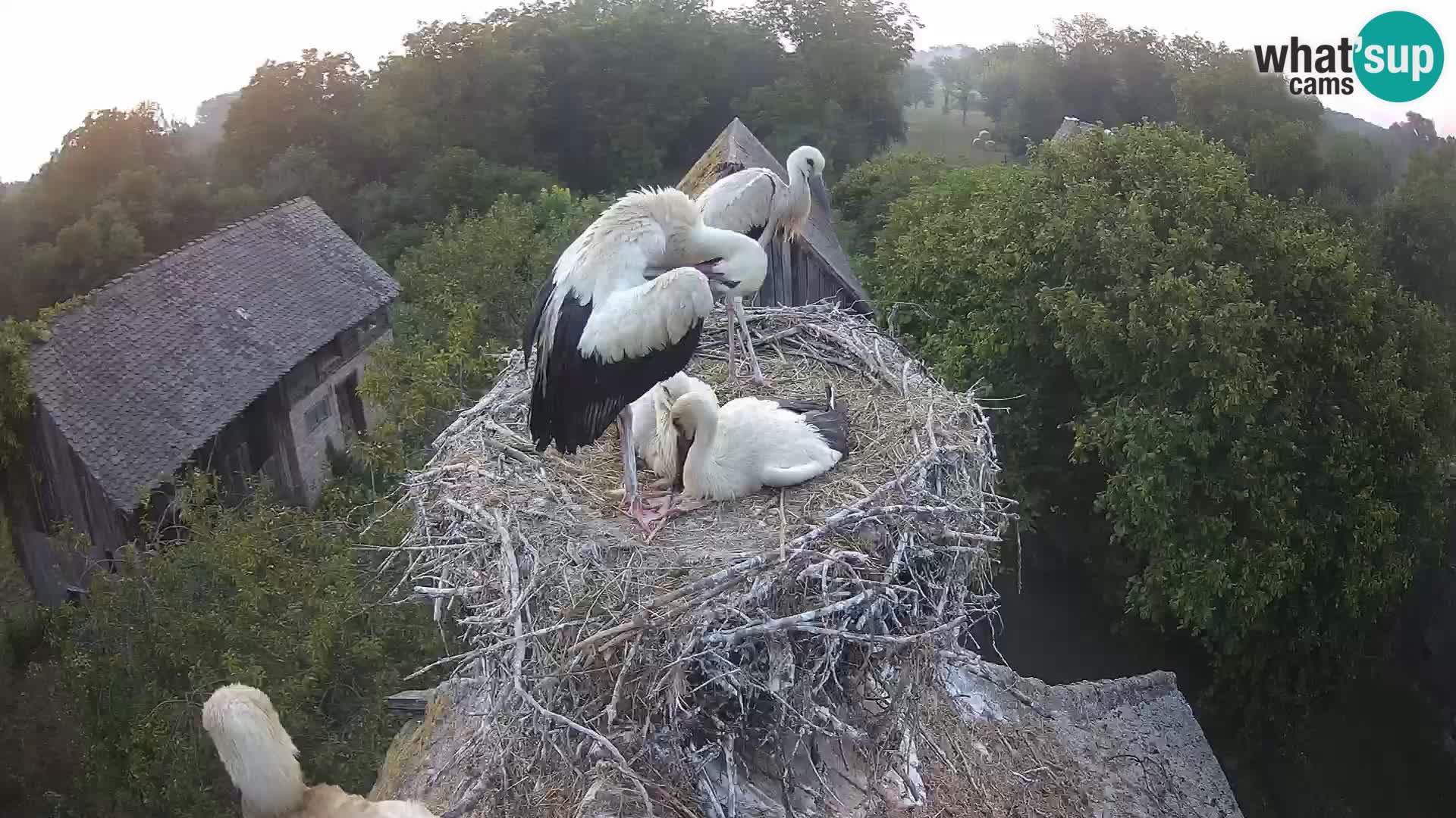Webcam Europäisches Storchendorf – Naturpark Lonjsko polje
