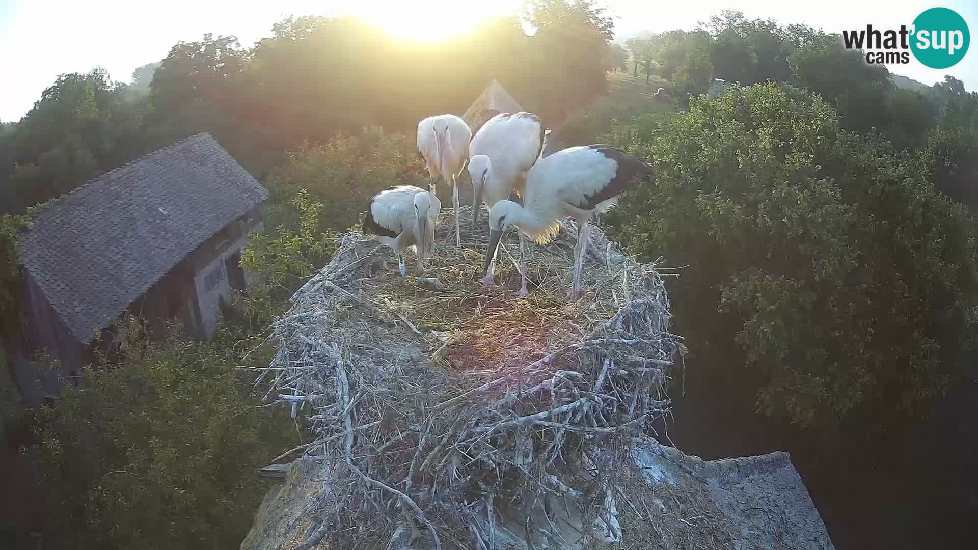 Pueblo europeo de cigüeñas camera en vivo Parque Natural Lonjsko polje