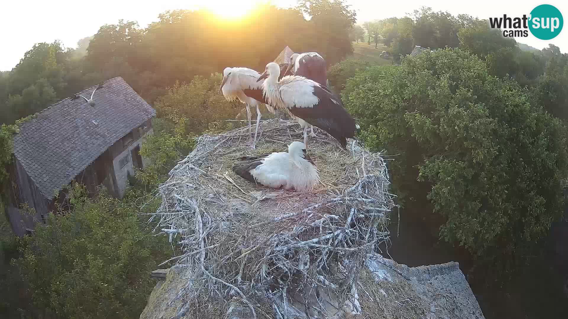 Villaggio delle cicogne europee webcam Parco naturale di Lonjsko polje