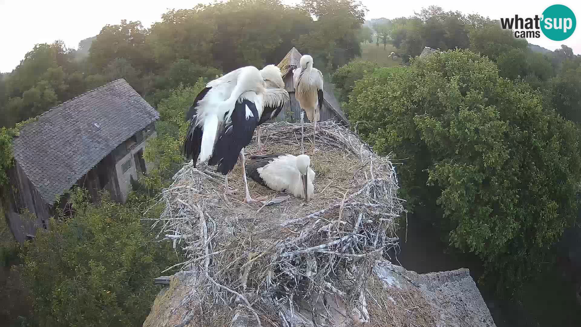 Webcam Europäisches Storchendorf – Naturpark Lonjsko polje