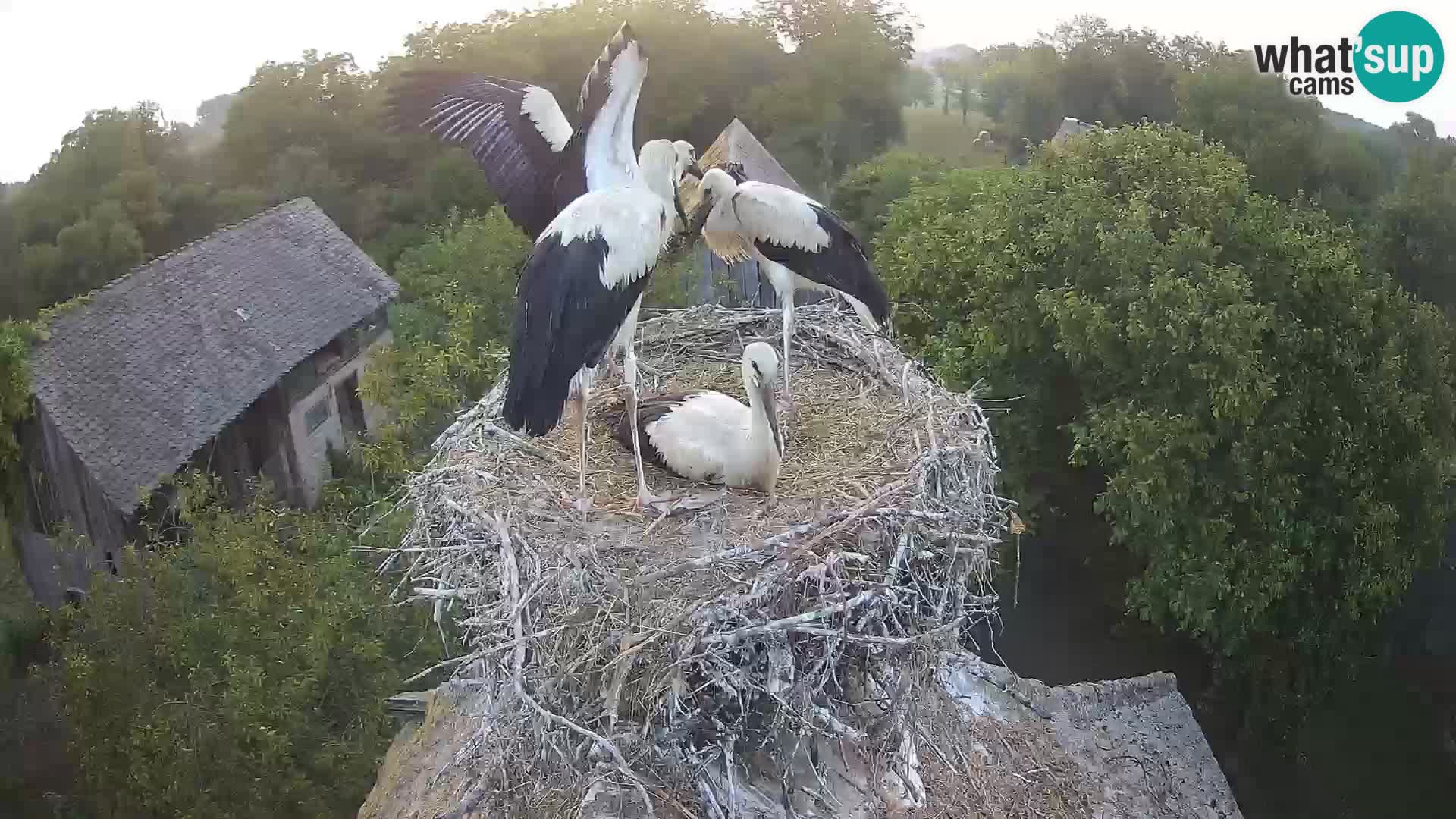 Pueblo europeo de cigüeñas camera en vivo Parque Natural Lonjsko polje