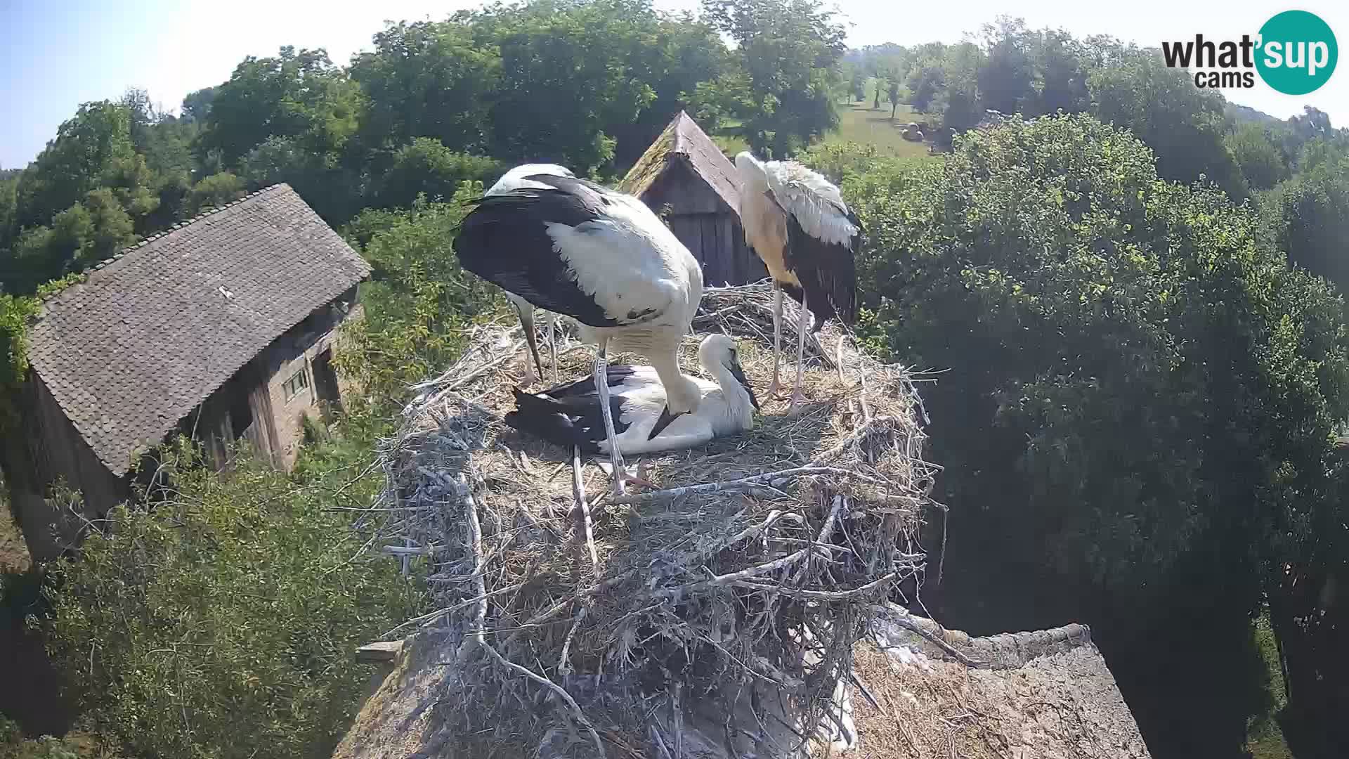 Village européen de cigognes webcam Parc naturel de Lonjsko polje