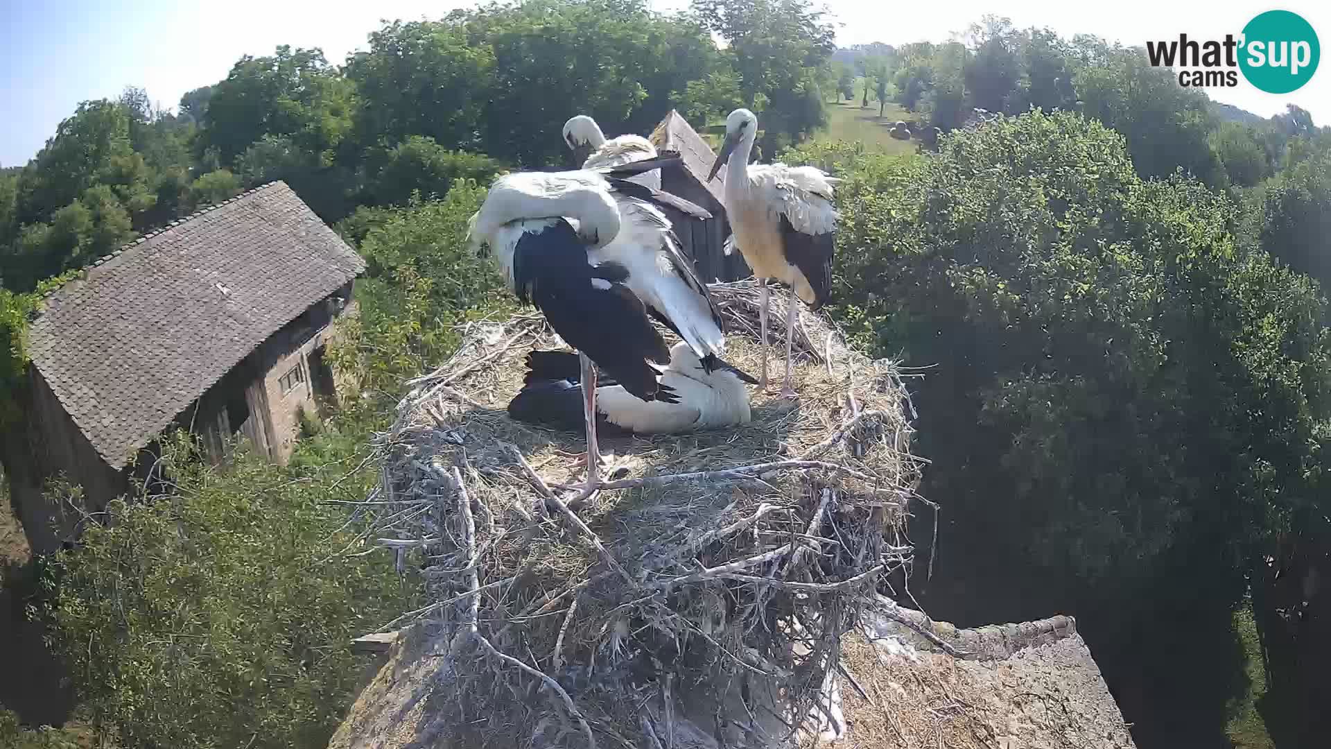 Live webcam European stork village – Lonjsko polje Nature Park