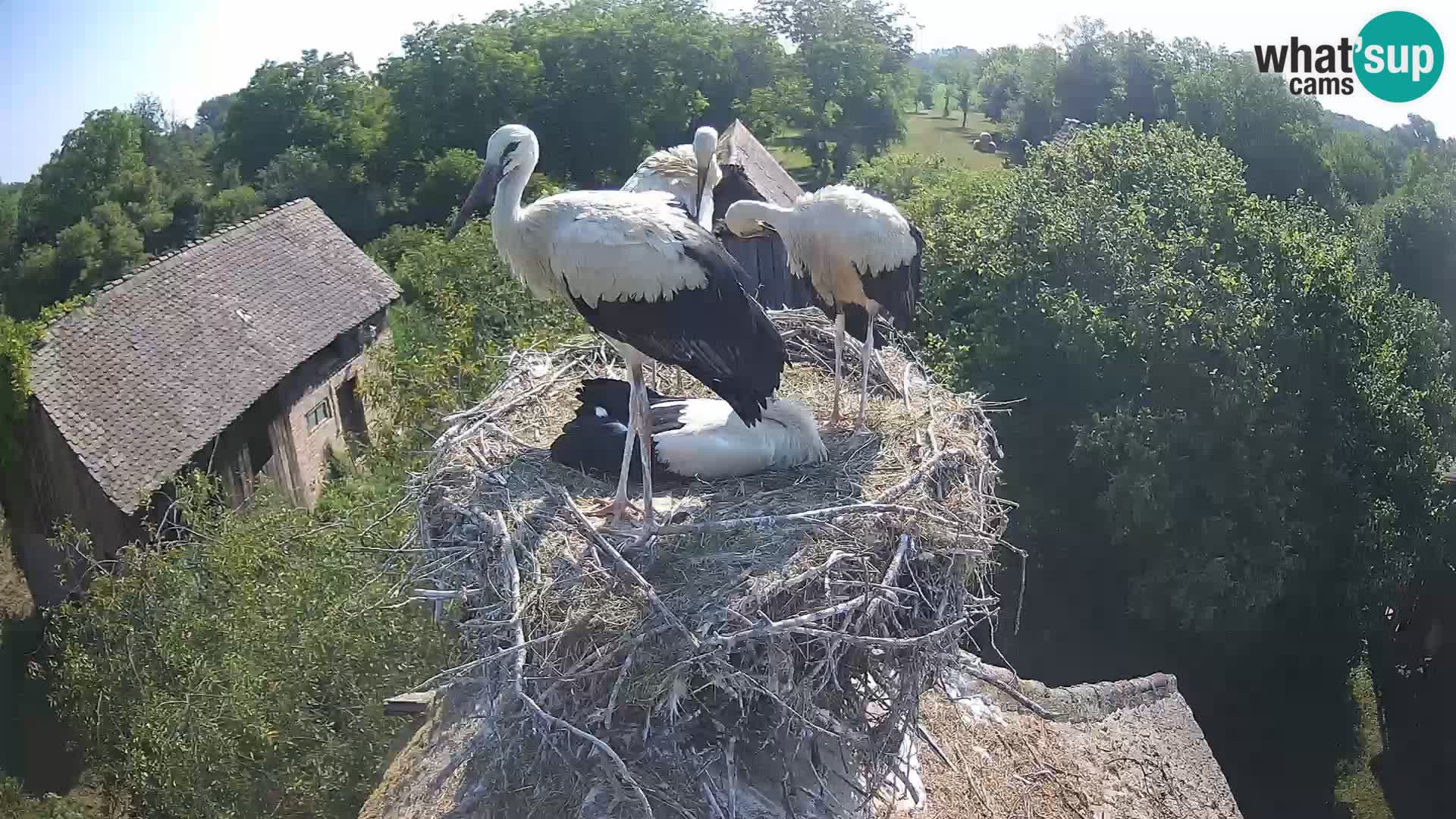 Webcam Europäisches Storchendorf – Naturpark Lonjsko polje