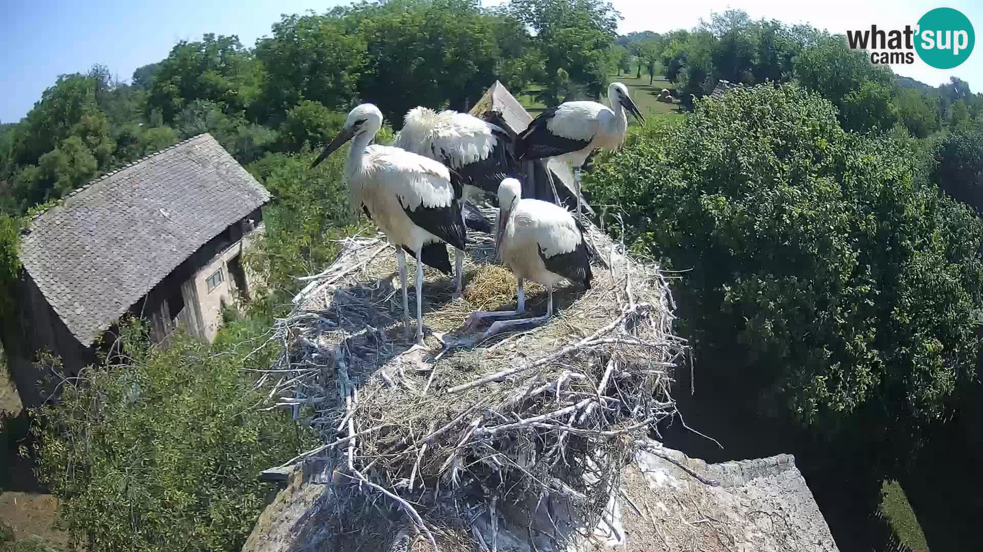 Villaggio delle cicogne europee webcam Parco naturale di Lonjsko polje