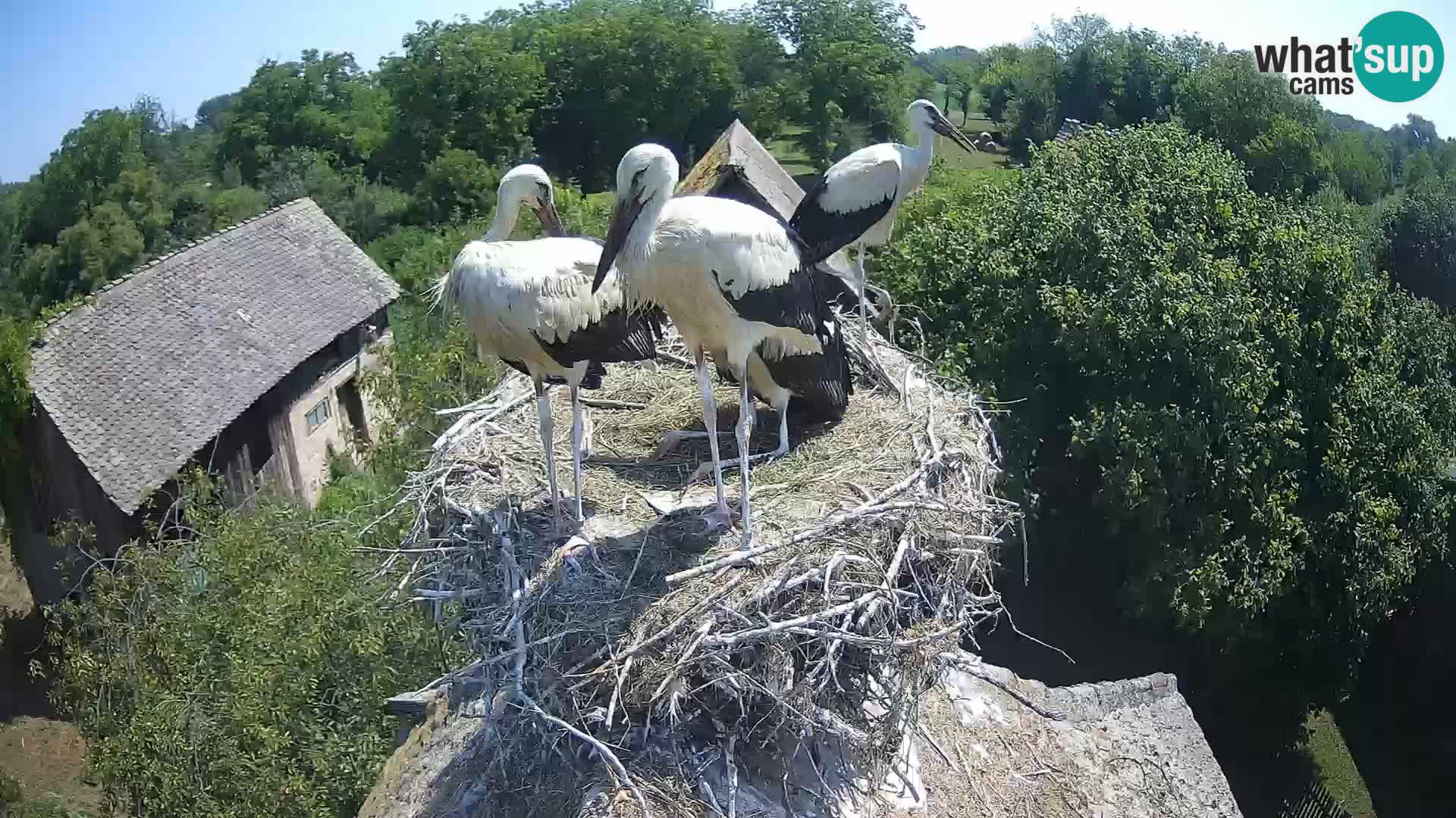 Villaggio delle cicogne europee webcam Parco naturale di Lonjsko polje