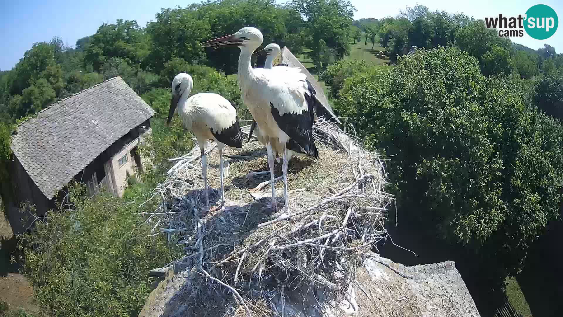 Evropska vas štorklje – Krajinski park Lonjsko polje spletna kamera