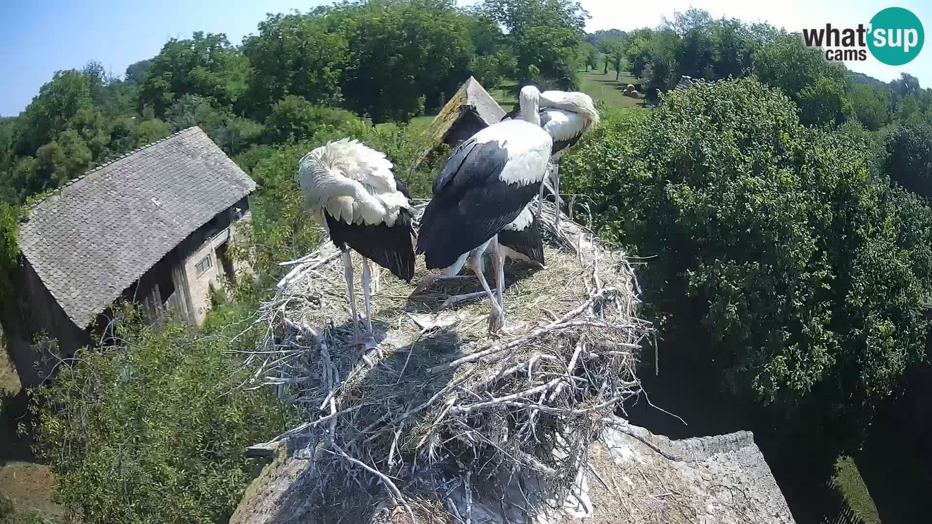 Live webcam European stork village – Lonjsko polje Nature Park
