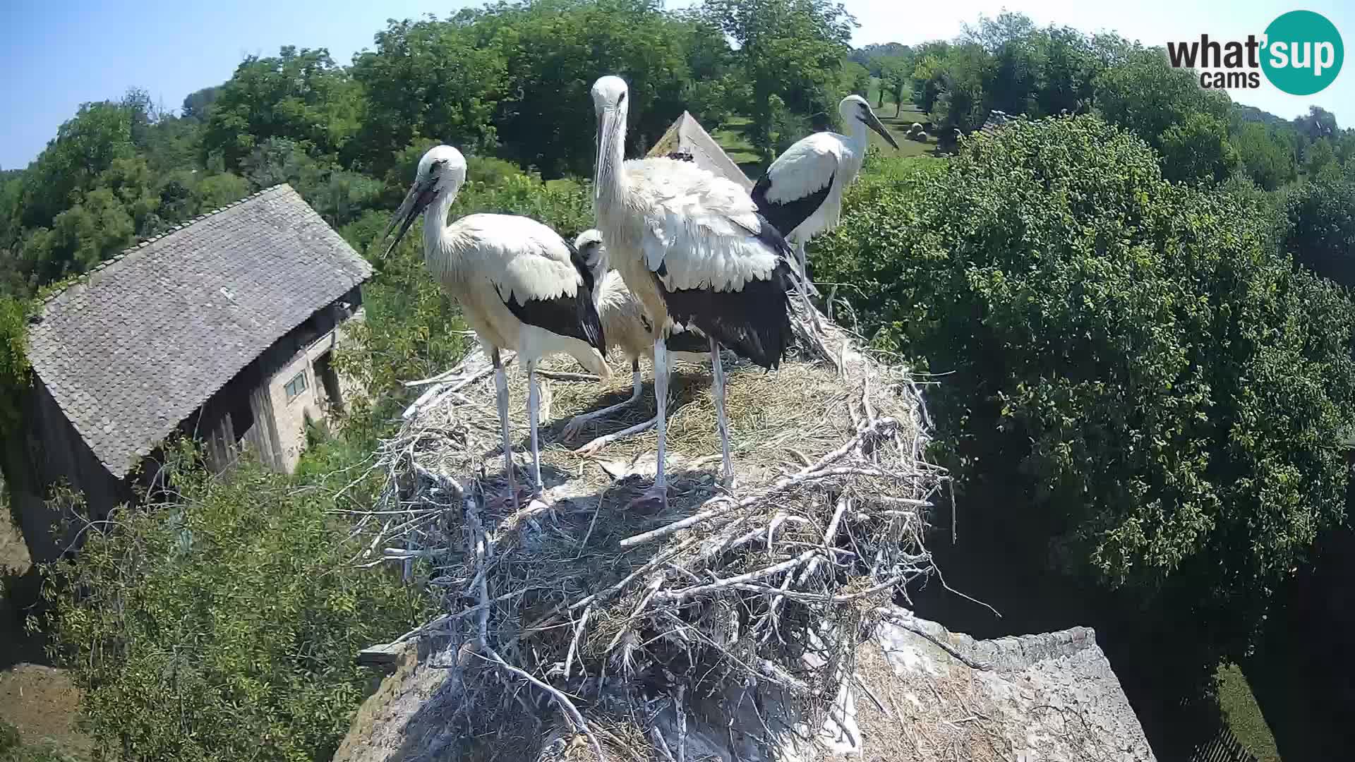 Village européen de cigognes webcam Parc naturel de Lonjsko polje