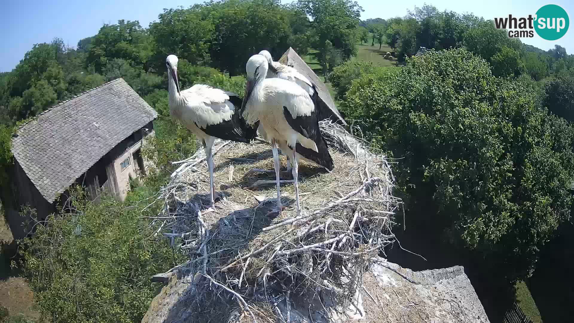 Live webcam European stork village – Lonjsko polje Nature Park