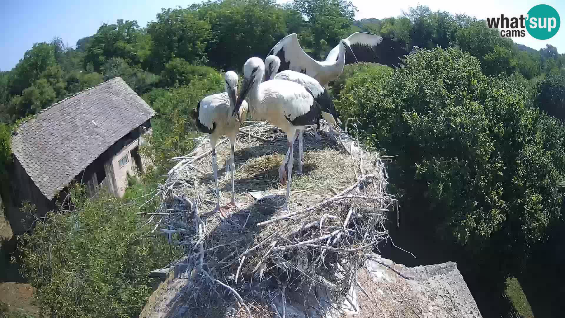 Webcam Europäisches Storchendorf – Naturpark Lonjsko polje