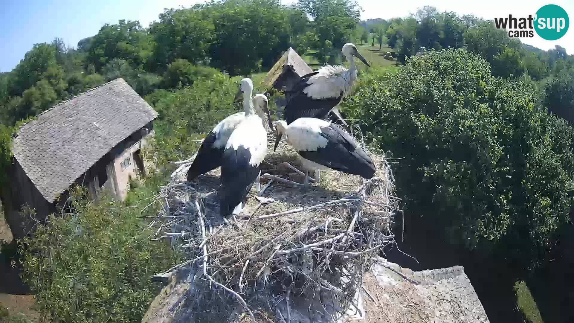 Live webcam European stork village – Lonjsko polje Nature Park