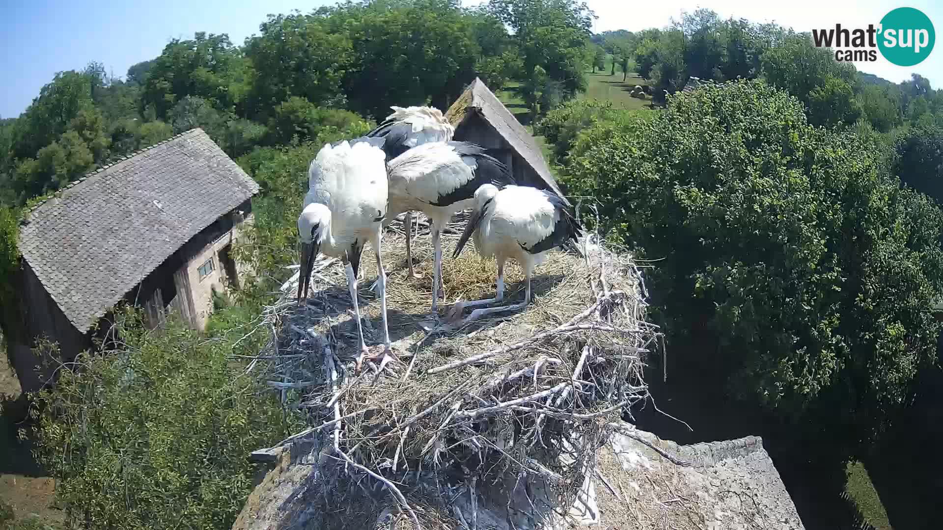 Live webcam European stork village – Lonjsko polje Nature Park