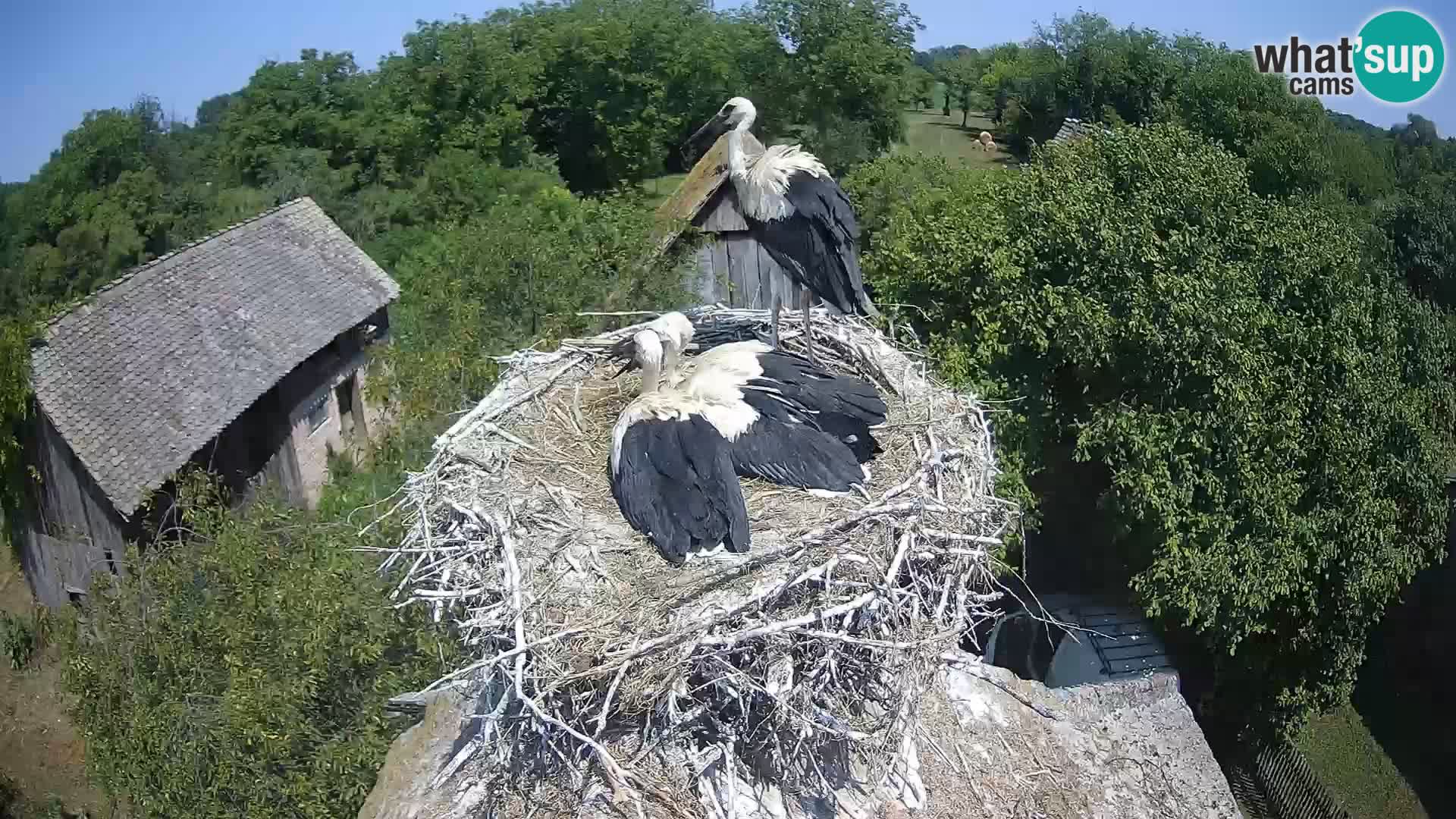 Villaggio delle cicogne europee webcam Parco naturale di Lonjsko polje