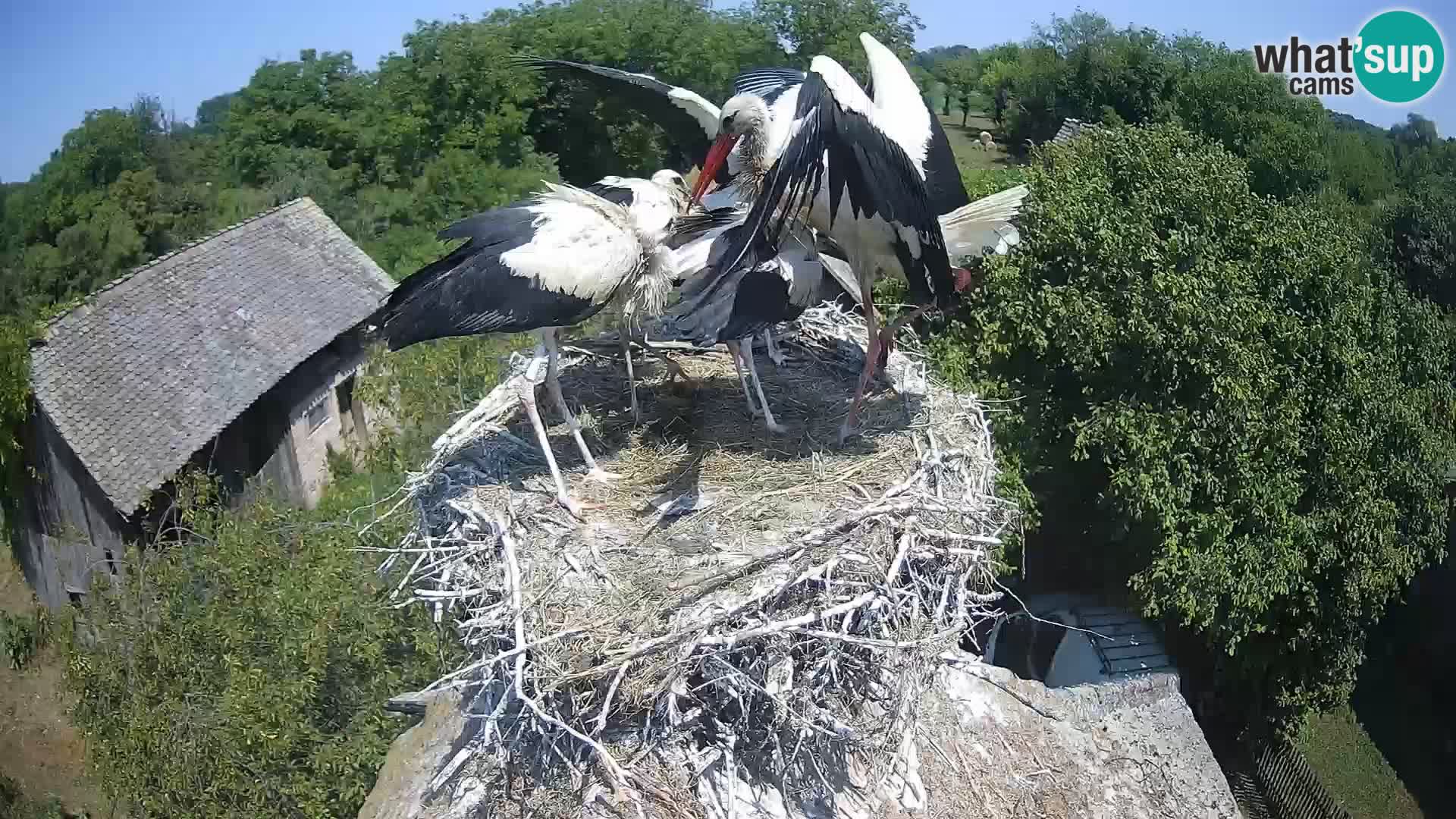 Evropska vas štorklje – Krajinski park Lonjsko polje spletna kamera