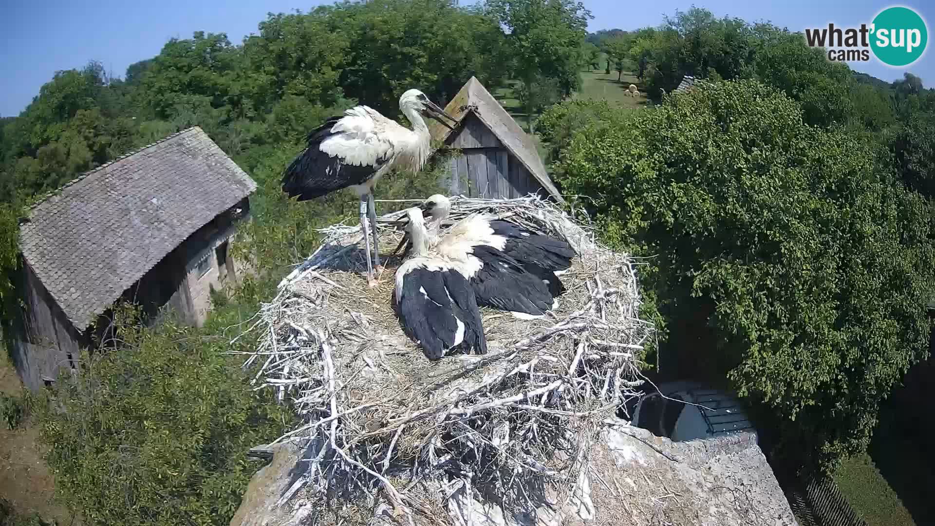 Webcam Europäisches Storchendorf – Naturpark Lonjsko polje