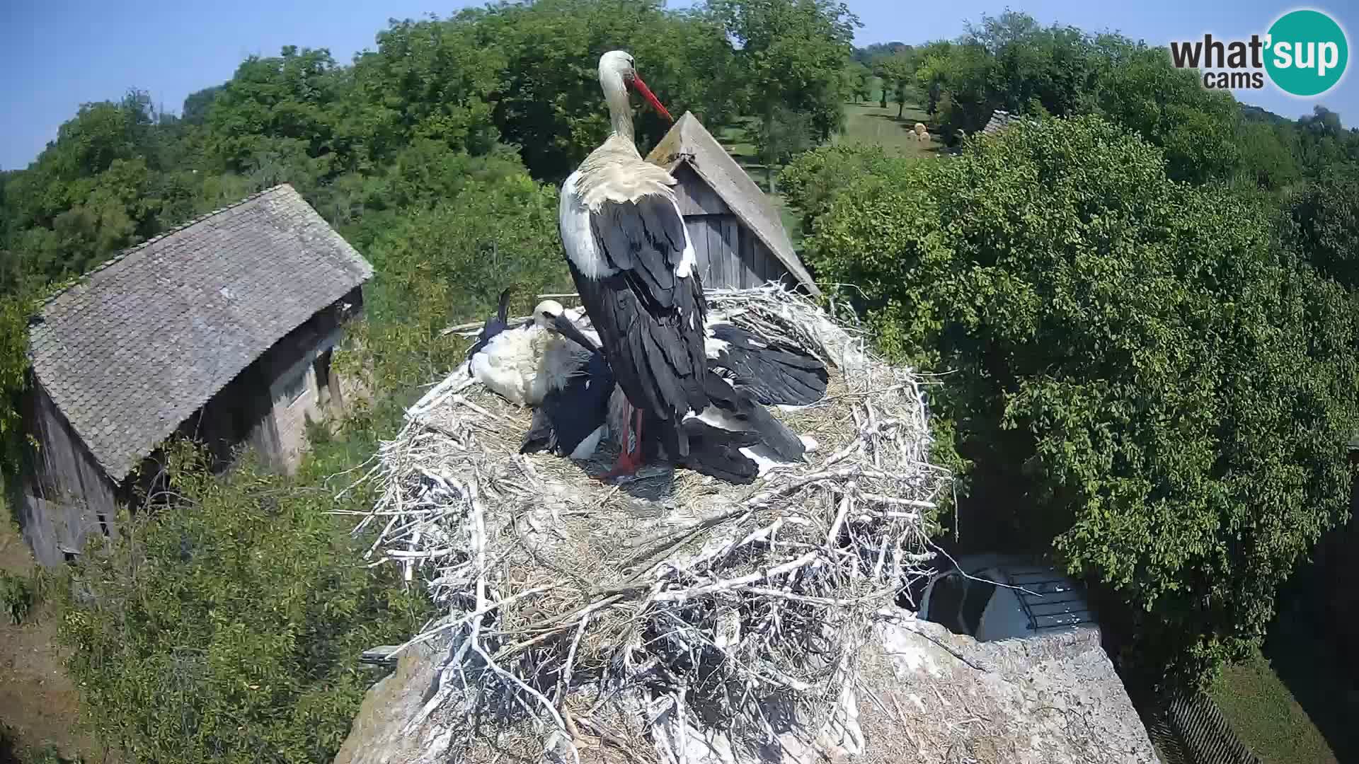 U živo Europsko selo roda – Park prirode Lonjsko polje