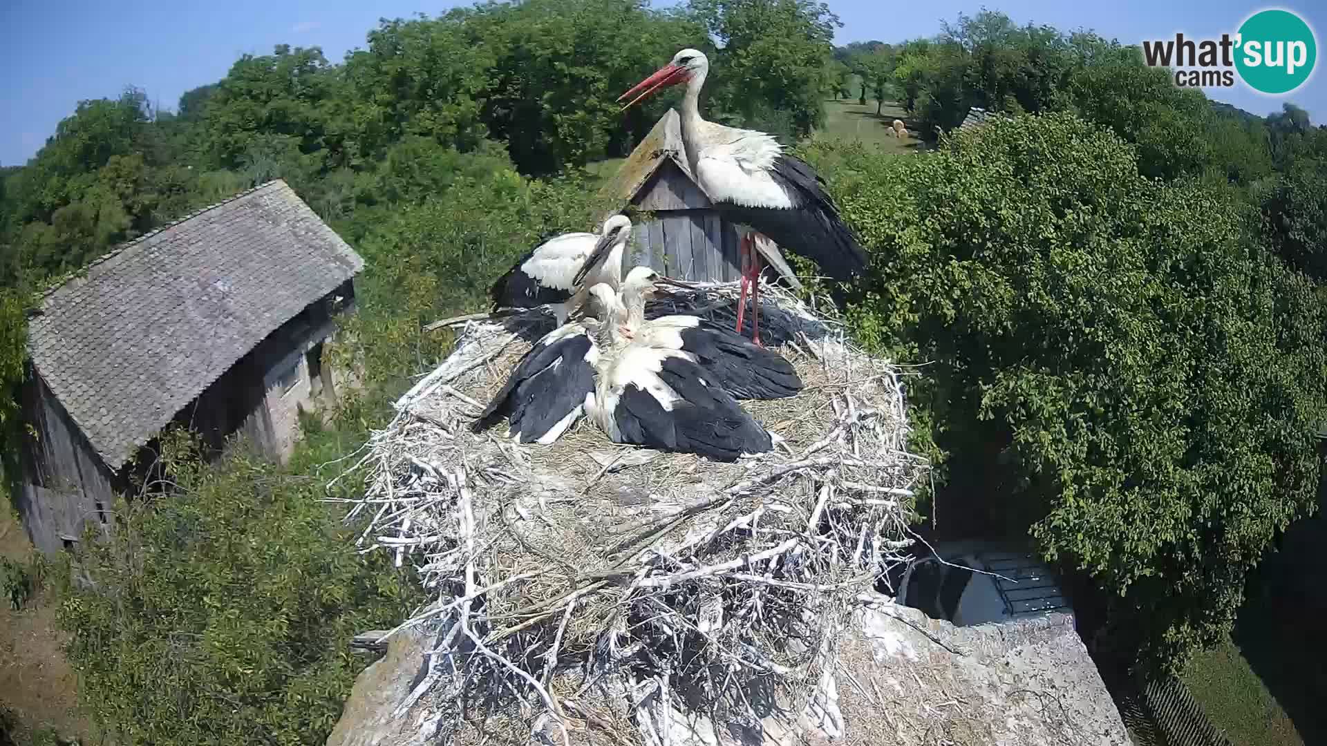 Villaggio delle cicogne europee webcam Parco naturale di Lonjsko polje