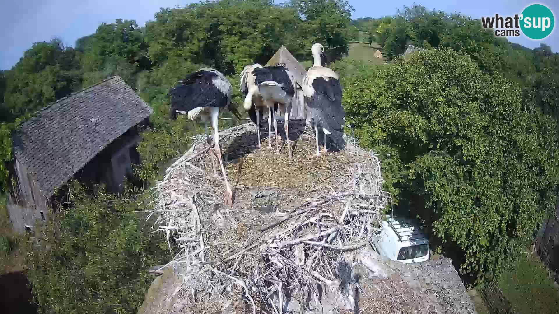 Pueblo europeo de cigüeñas camera en vivo Parque Natural Lonjsko polje
