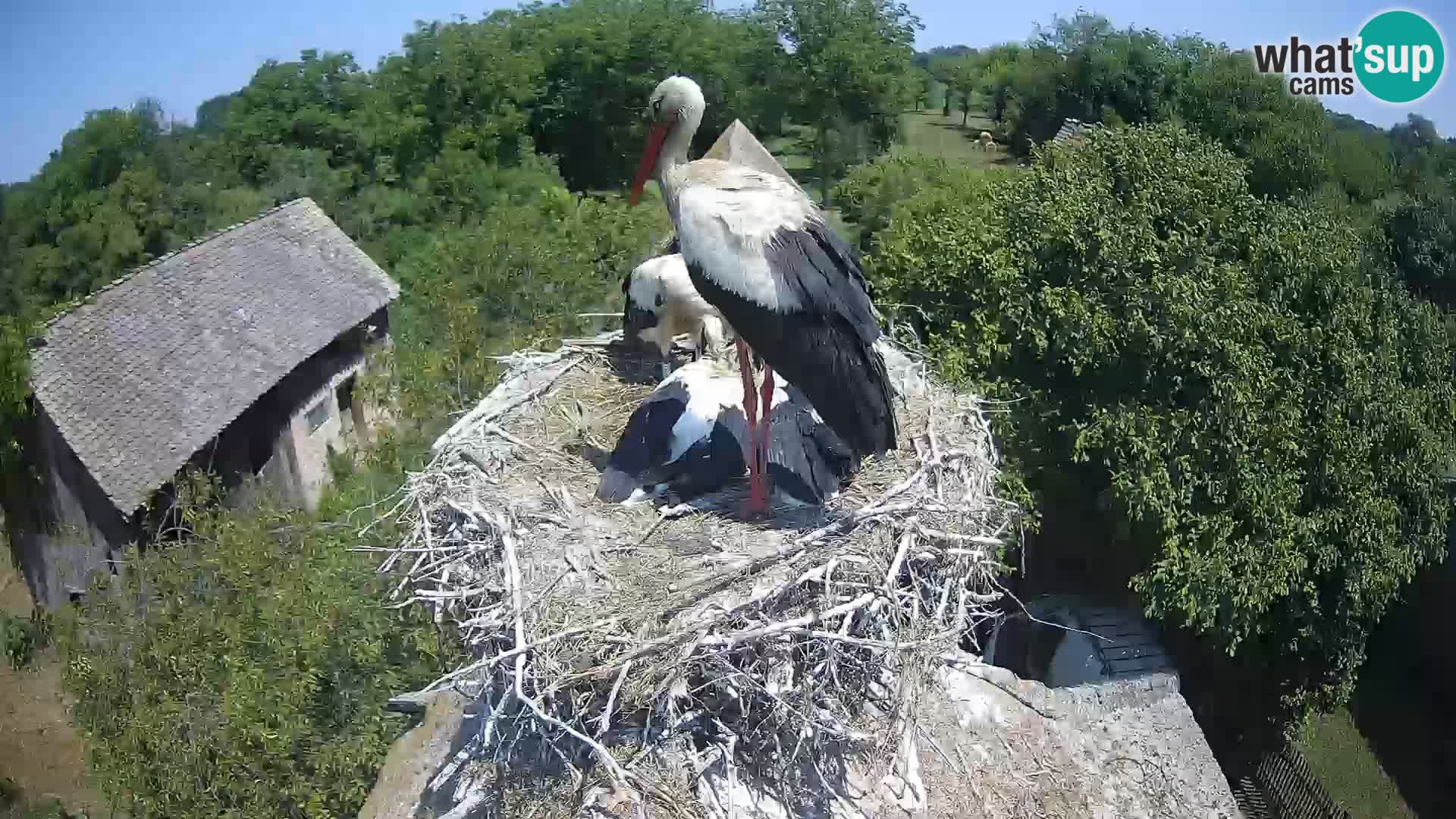 Webcam Europäisches Storchendorf – Naturpark Lonjsko polje