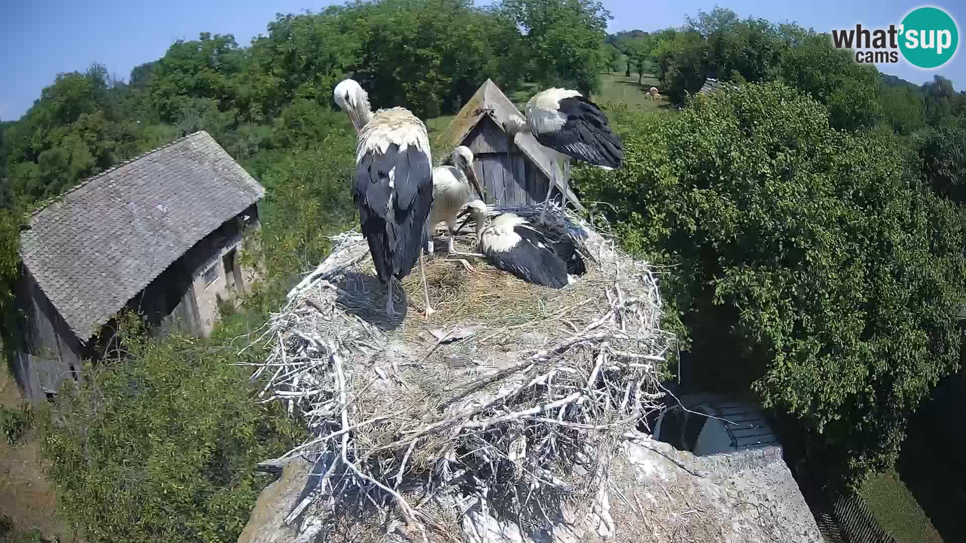 Live webcam European stork village – Lonjsko polje Nature Park