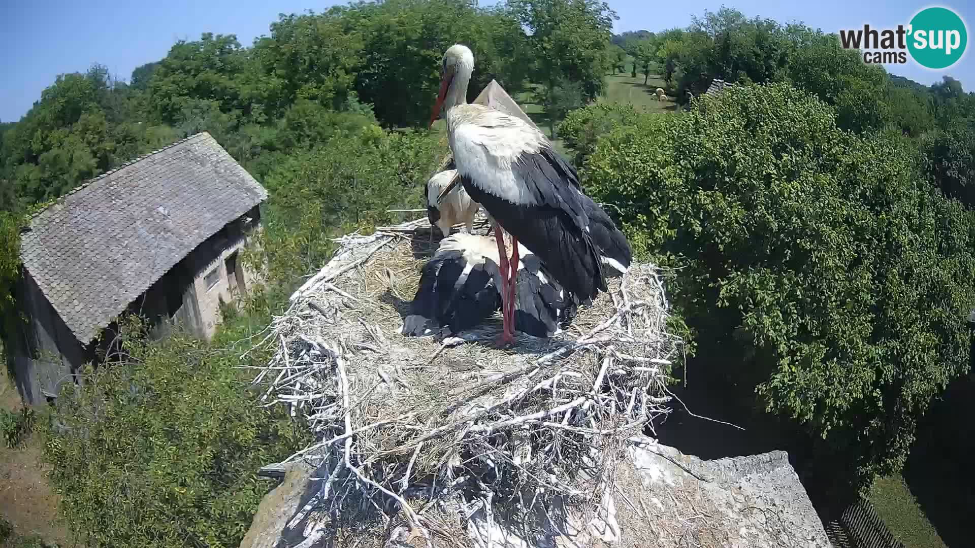 Pueblo europeo de cigüeñas camera en vivo Parque Natural Lonjsko polje