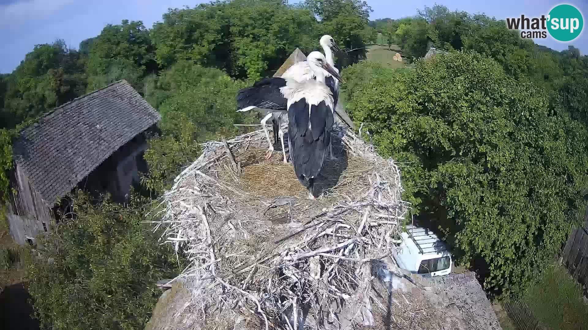 Village européen de cigognes webcam Parc naturel de Lonjsko polje