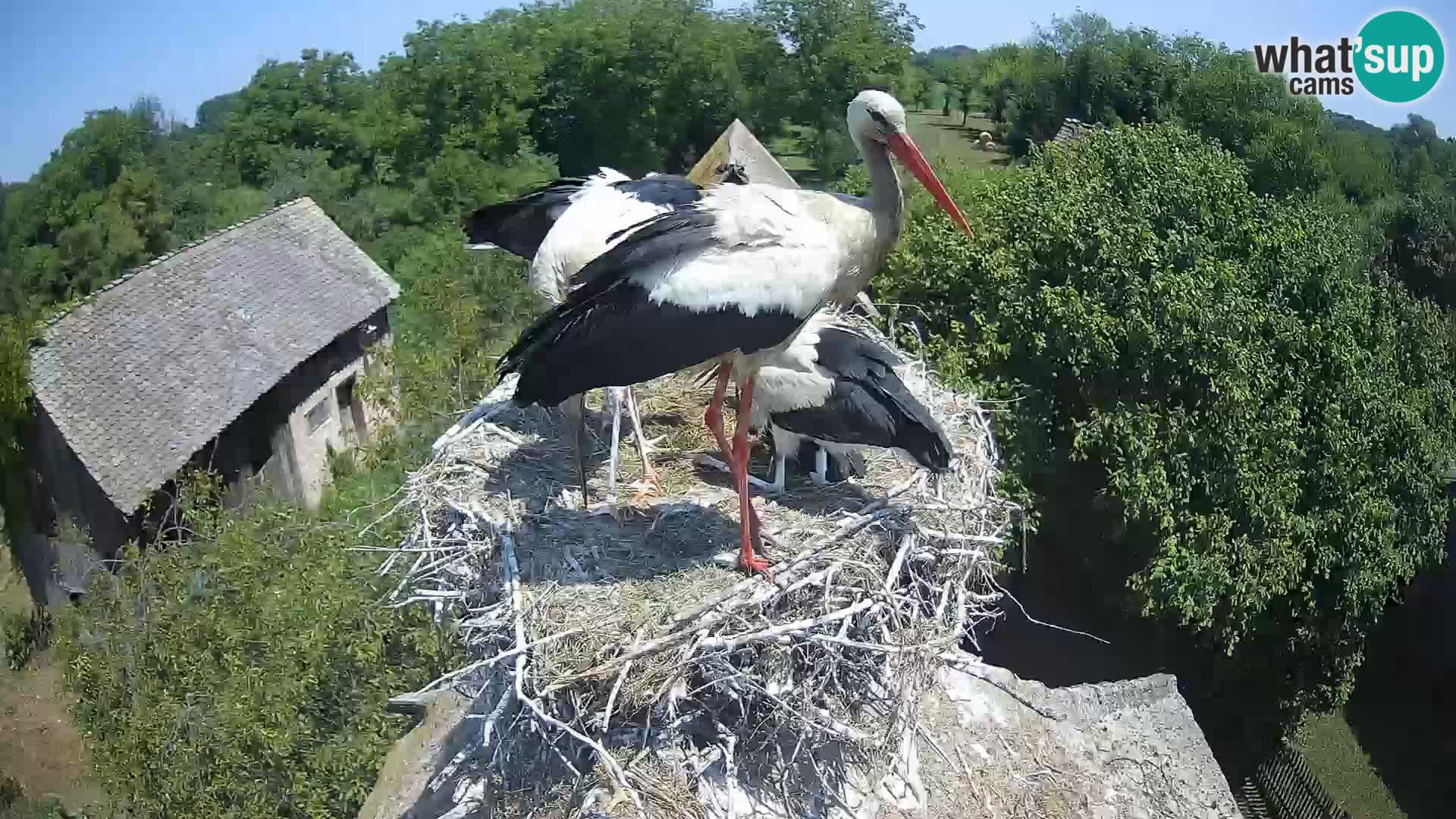 Webcam Europäisches Storchendorf – Naturpark Lonjsko polje