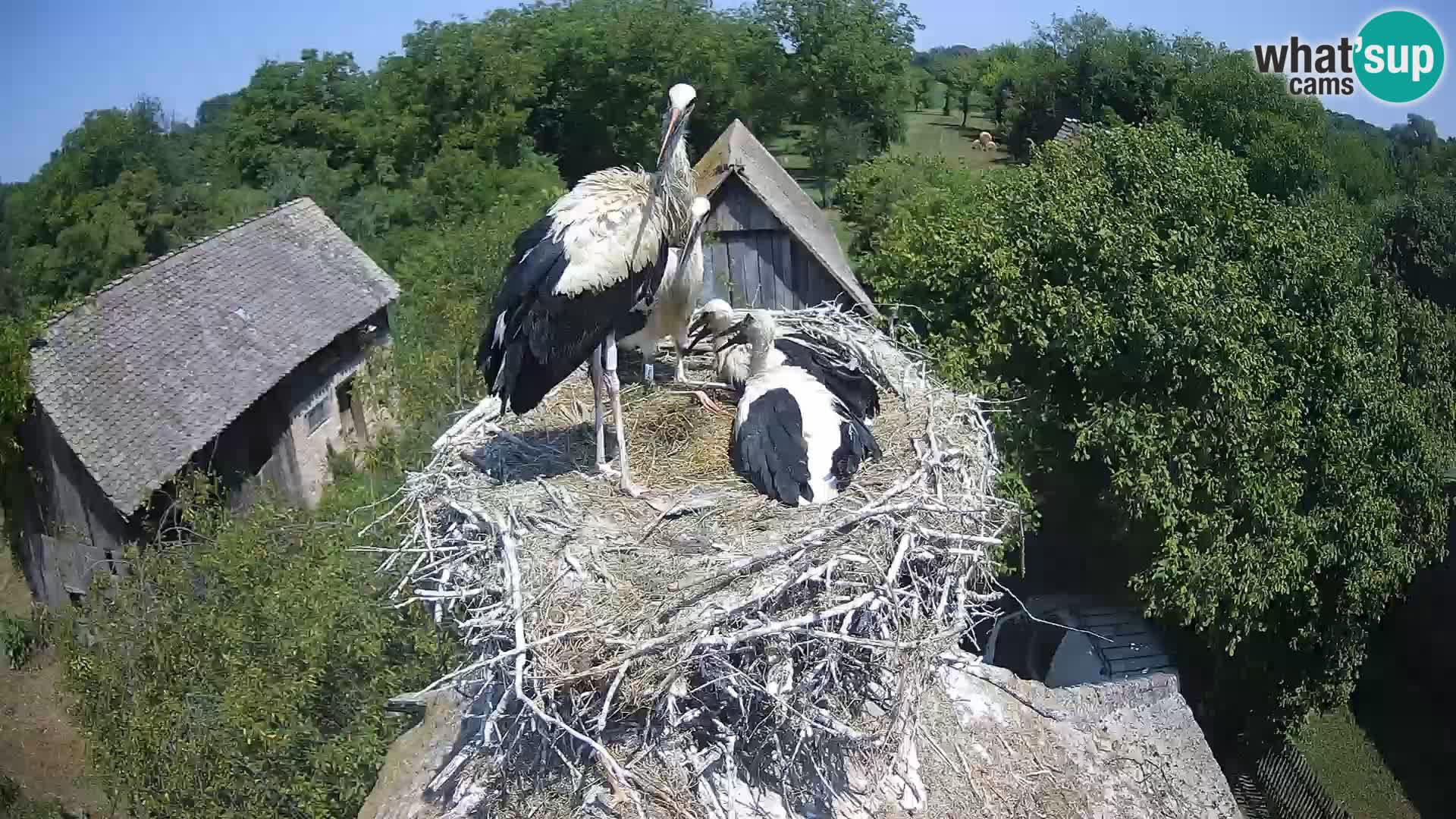 Villaggio delle cicogne europee webcam Parco naturale di Lonjsko polje