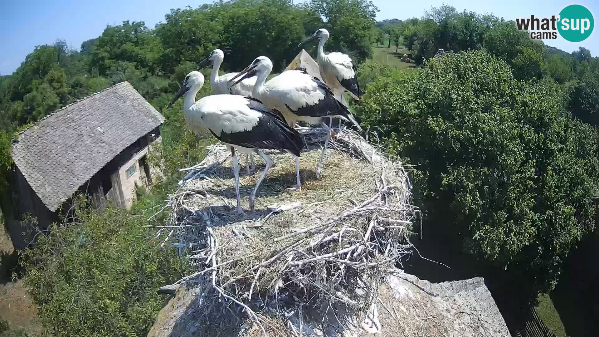 Village européen de cigognes webcam Parc naturel de Lonjsko polje
