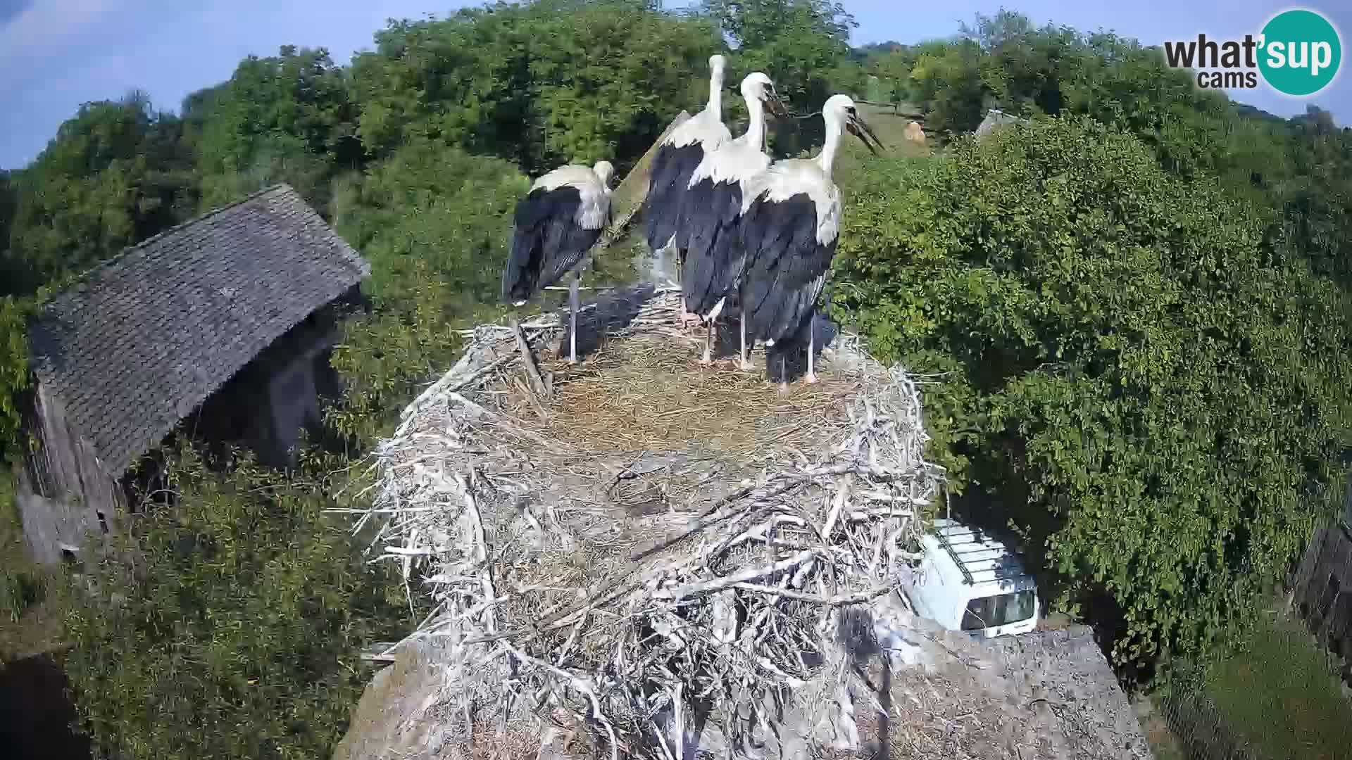 Village européen de cigognes webcam Parc naturel de Lonjsko polje