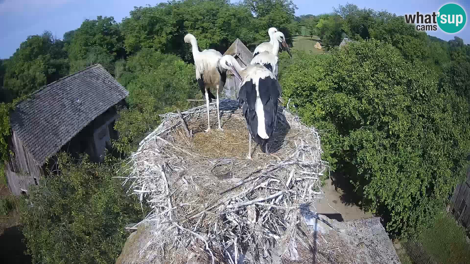 U živo Europsko selo roda – Park prirode Lonjsko polje