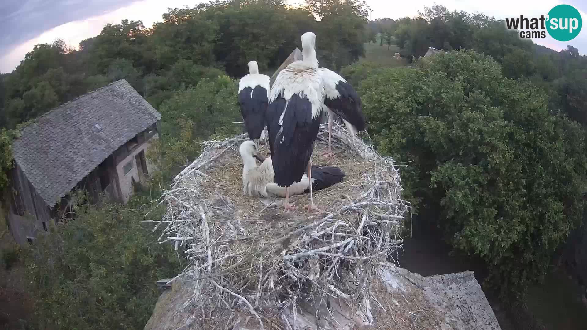 Live webcam European stork village – Lonjsko polje Nature Park