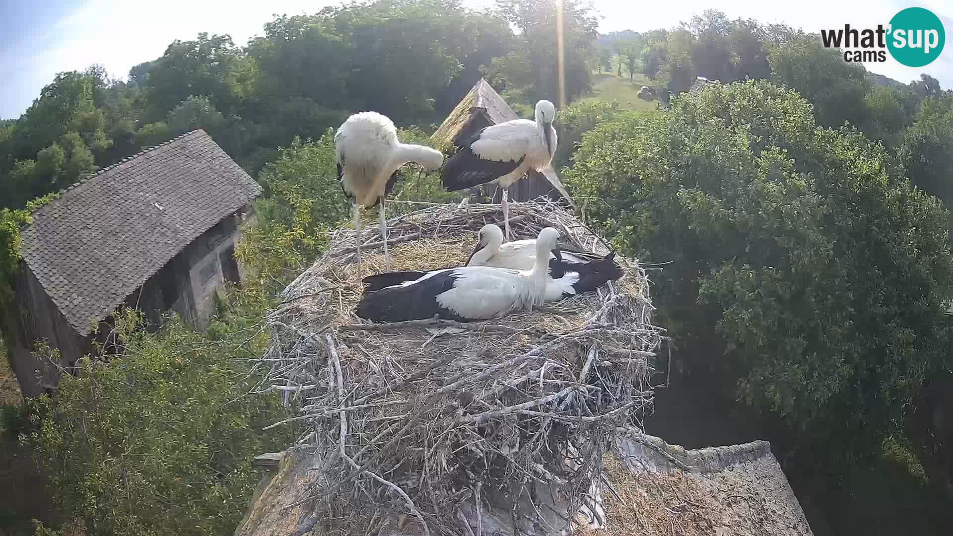 Villaggio delle cicogne europee webcam Parco naturale di Lonjsko polje