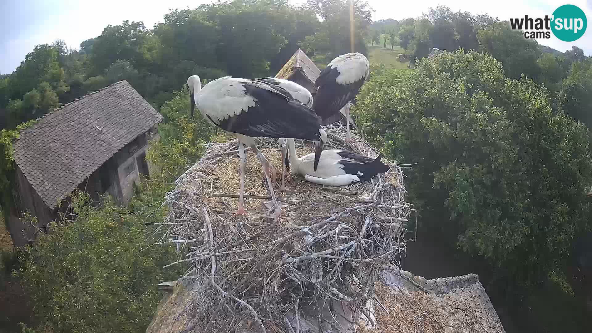 Villaggio delle cicogne europee webcam Parco naturale di Lonjsko polje