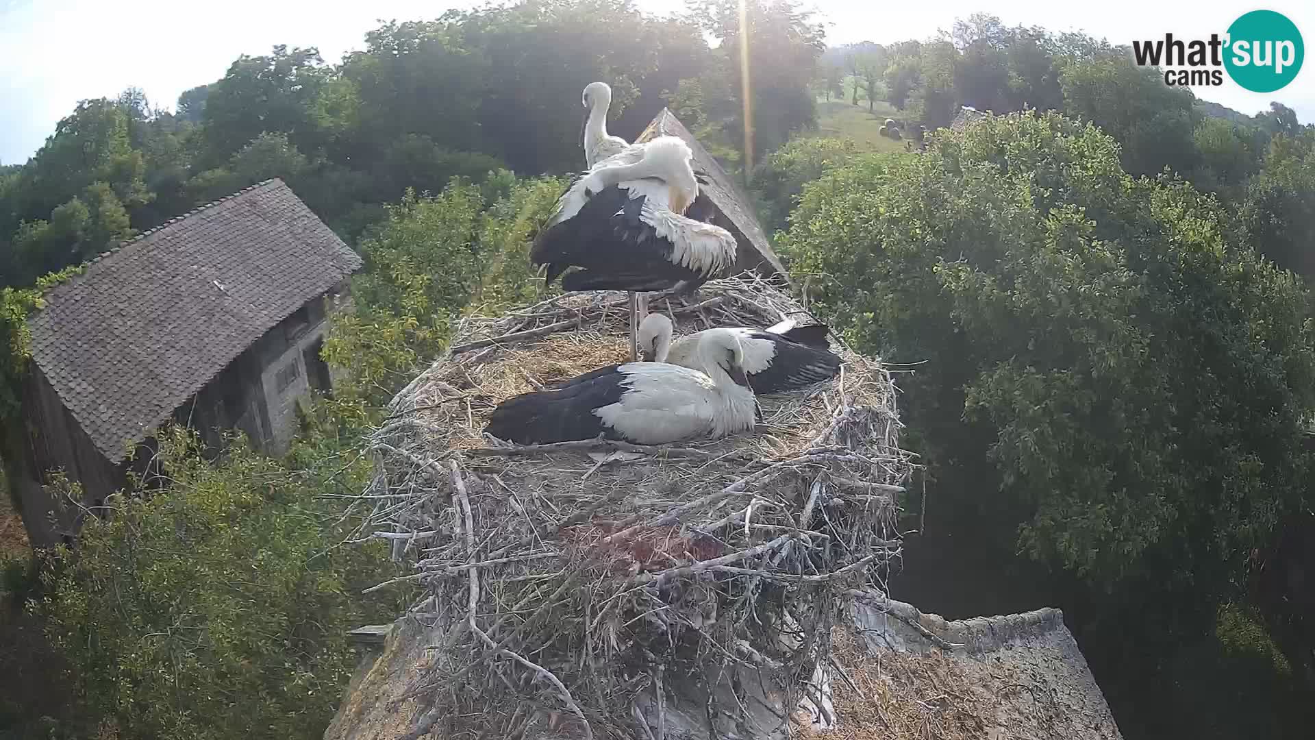 Villaggio delle cicogne europee webcam Parco naturale di Lonjsko polje