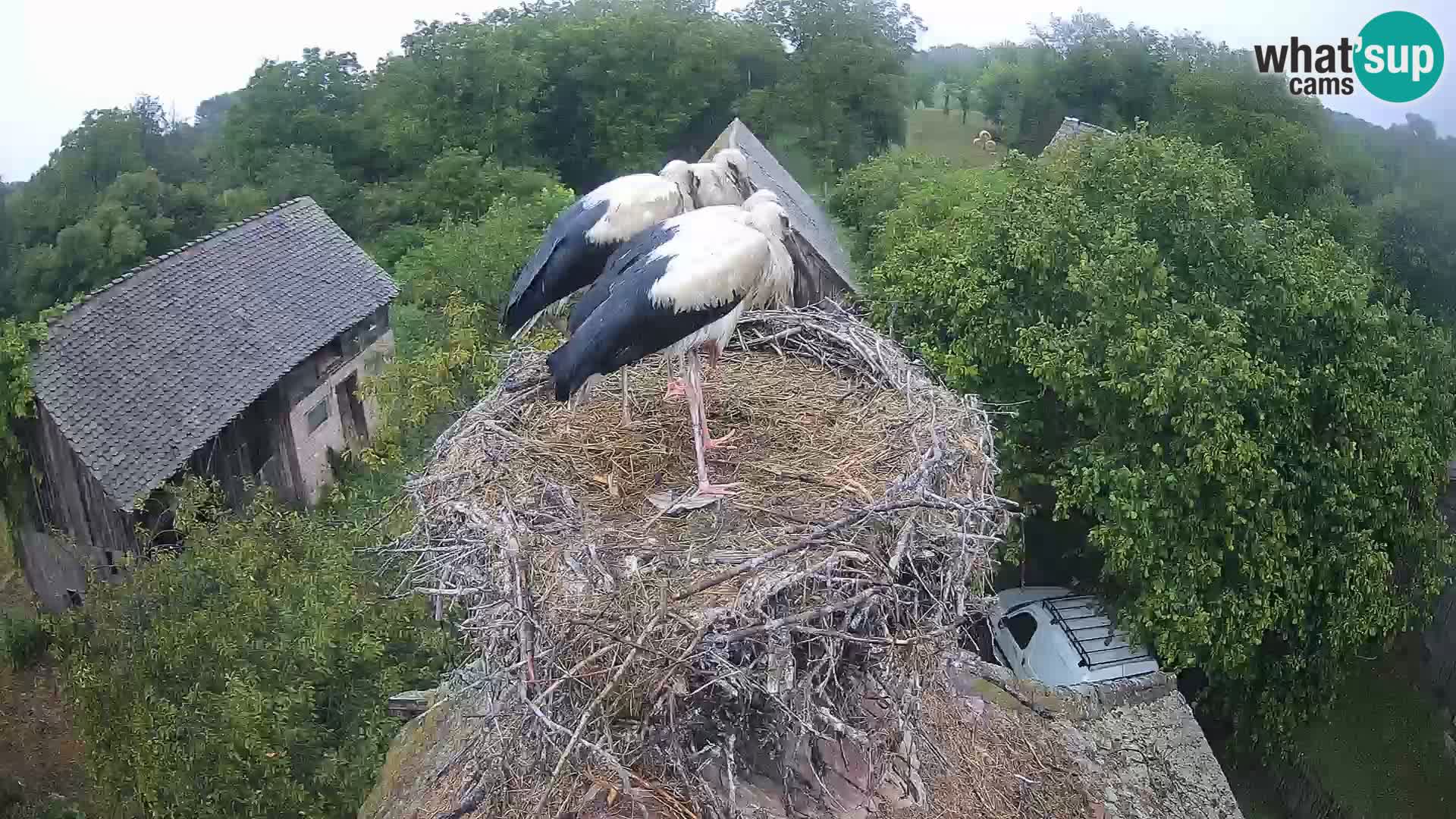 Evropska vas štorklje – Krajinski park Lonjsko polje spletna kamera