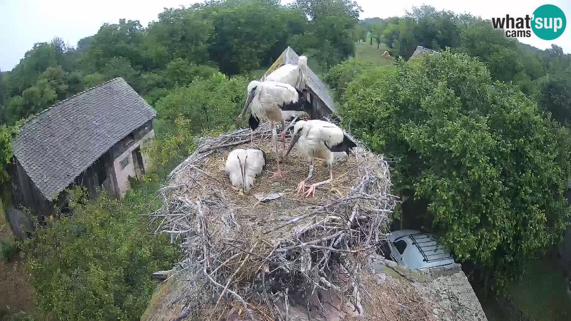 Villaggio delle cicogne europee webcam Parco naturale di Lonjsko polje