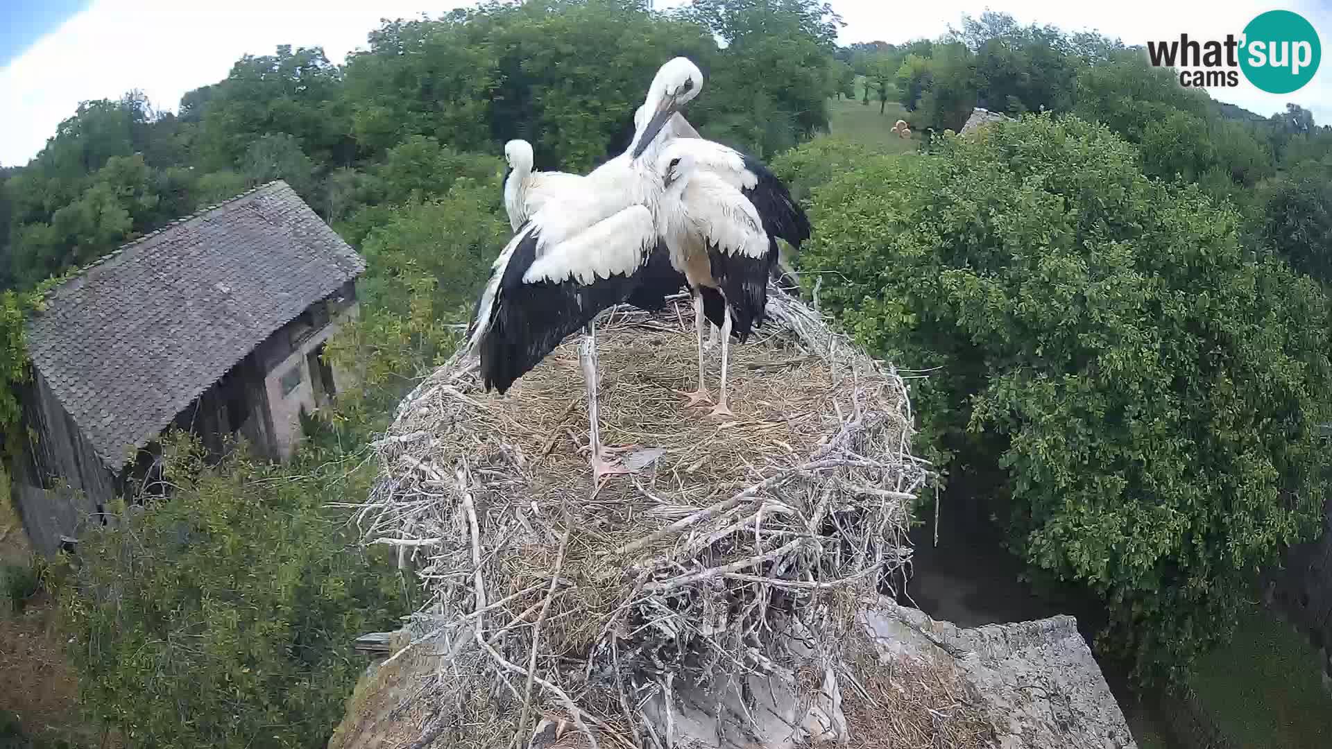Webcam Europäisches Storchendorf – Naturpark Lonjsko polje