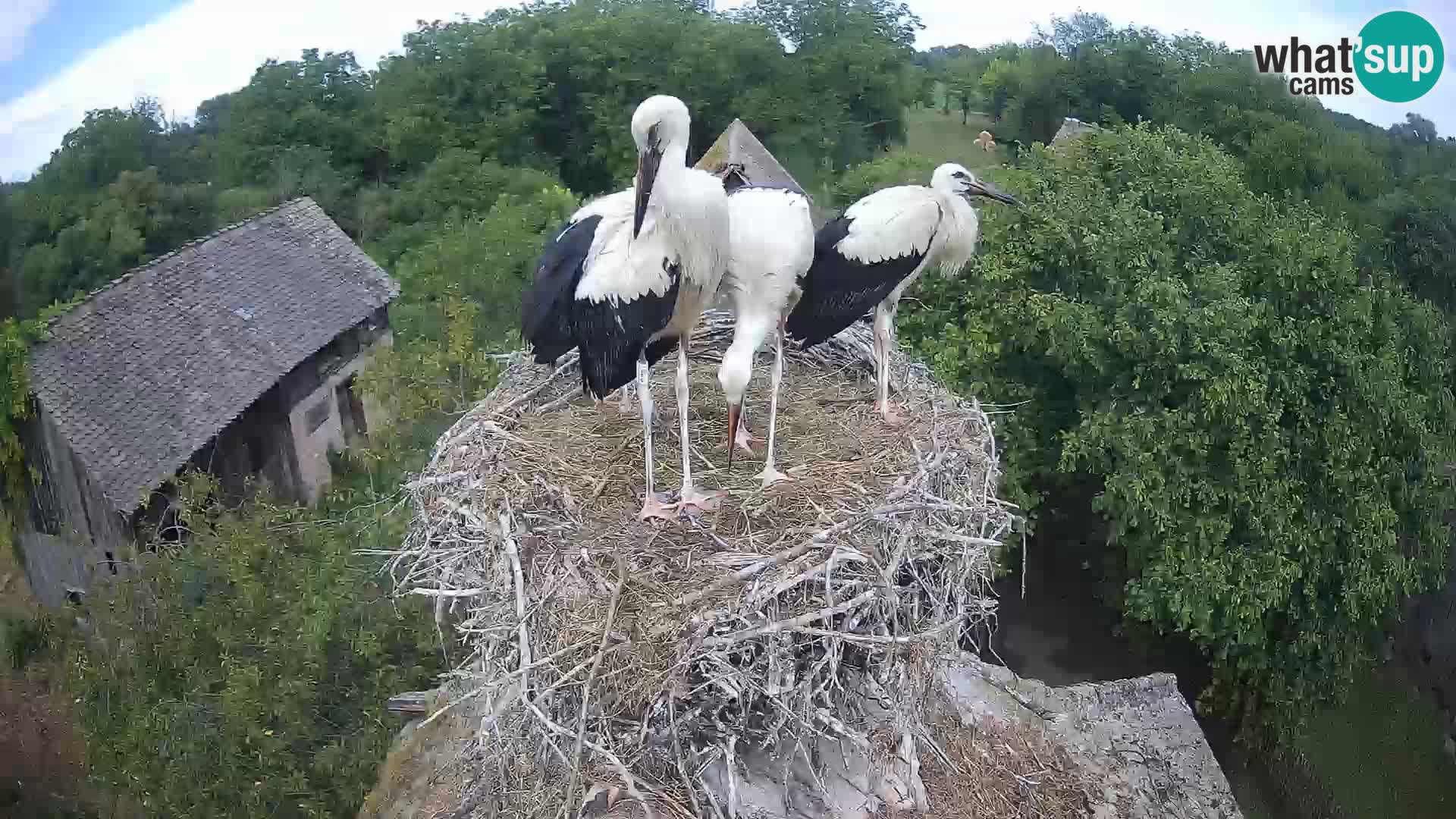 Live webcam European stork village – Lonjsko polje Nature Park